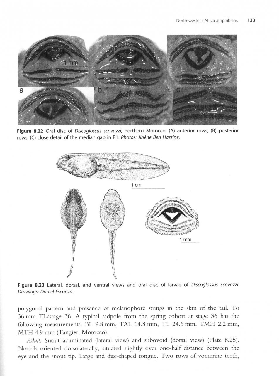 AMPHIBIANS OF NORTH AFRICA 6