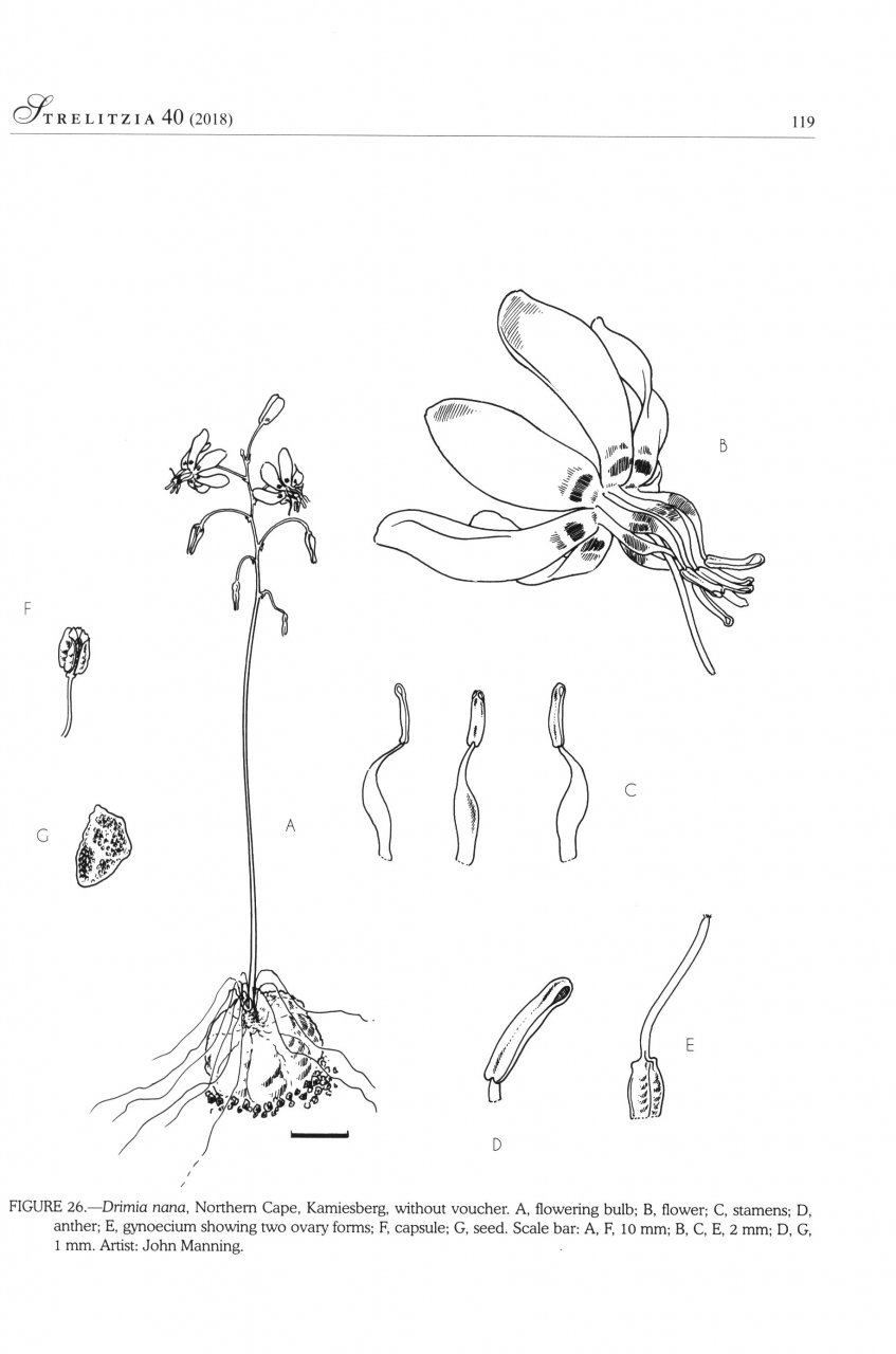 SYSTEMATICS OF DRIMIA, SL. (HYACINTHACEA: URGINEOIDEAE) OF SOUTHERN AFRICA 2