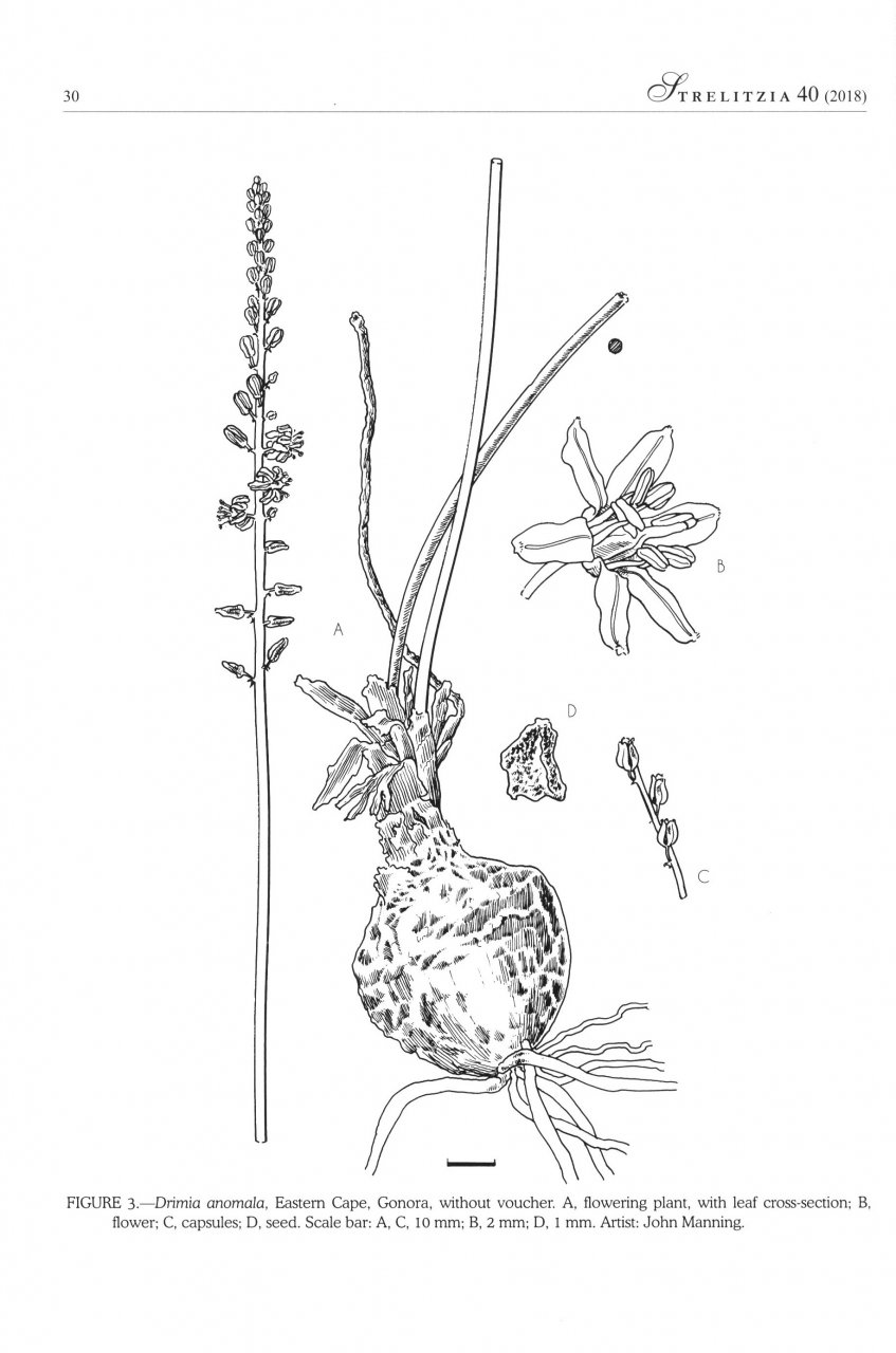 SYSTEMATICS OF DRIMIA, SL. (HYACINTHACEA: URGINEOIDEAE) OF SOUTHERN AFRICA 4