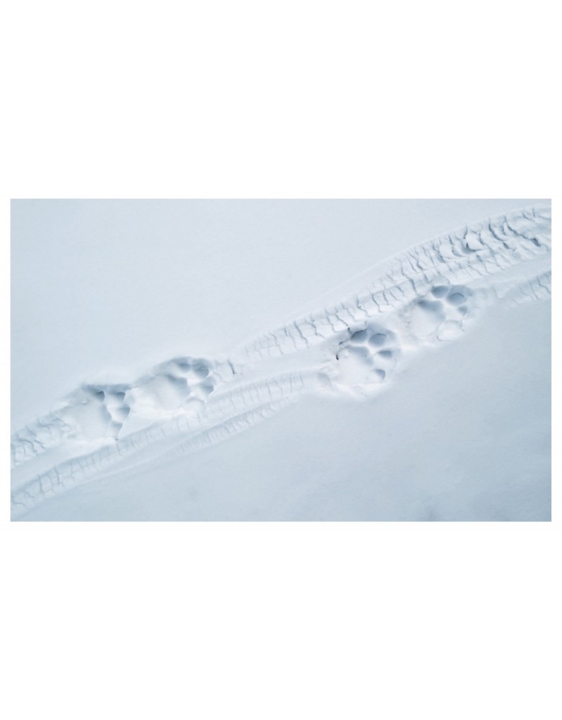 TIBET, EN HARMONIE AVEC LA PANTHÈRE DES NEIGES 3