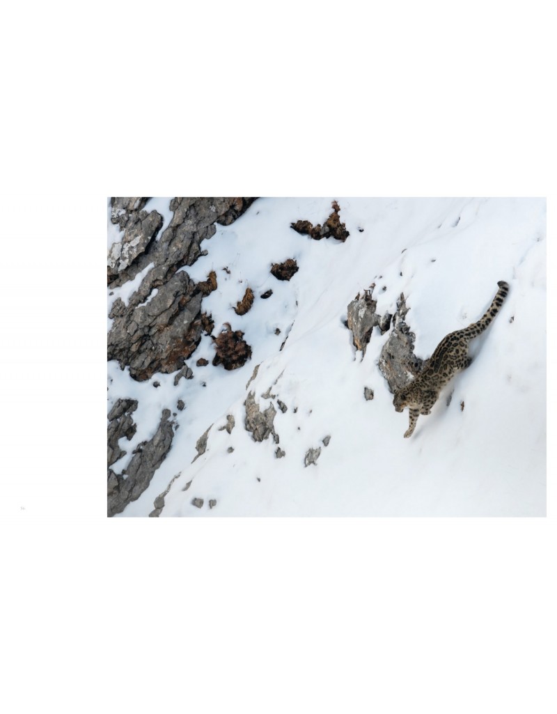 TIBET, EN HARMONIE AVEC LA PANTHÈRE DES NEIGES 4