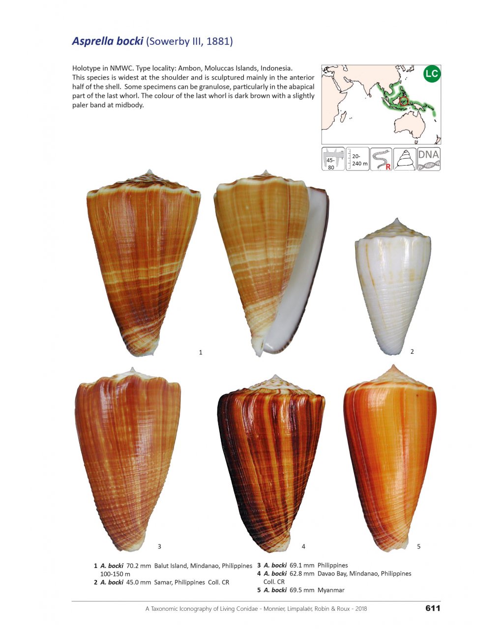 A TAXONOMIC ICONOGRAPHY OF LIVING CONIDAE. VOLUME 2 2