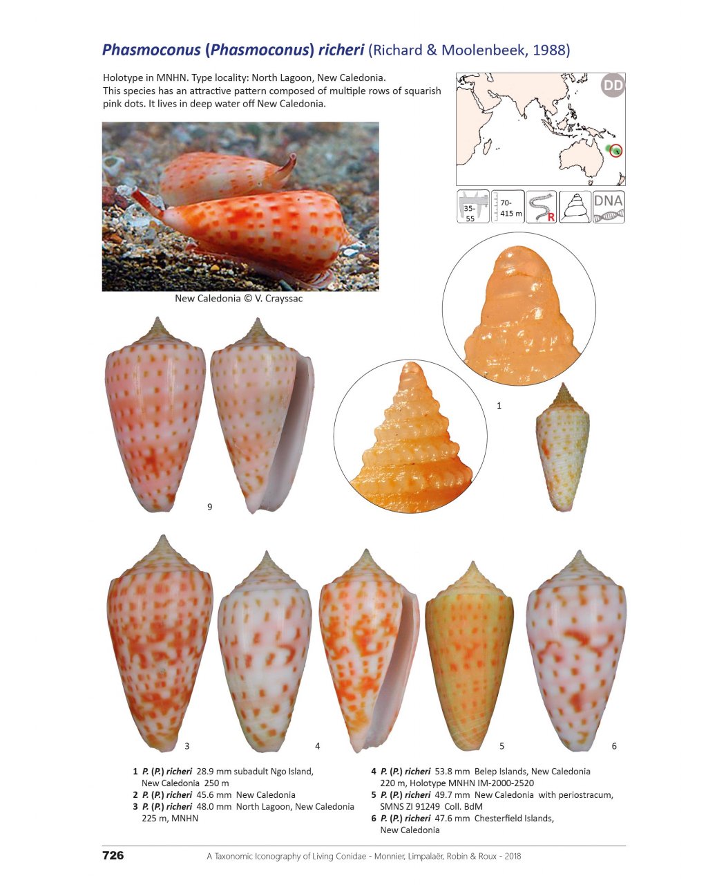 A TAXONOMIC ICONOGRAPHY OF LIVING CONIDAE. VOLUME 2 4