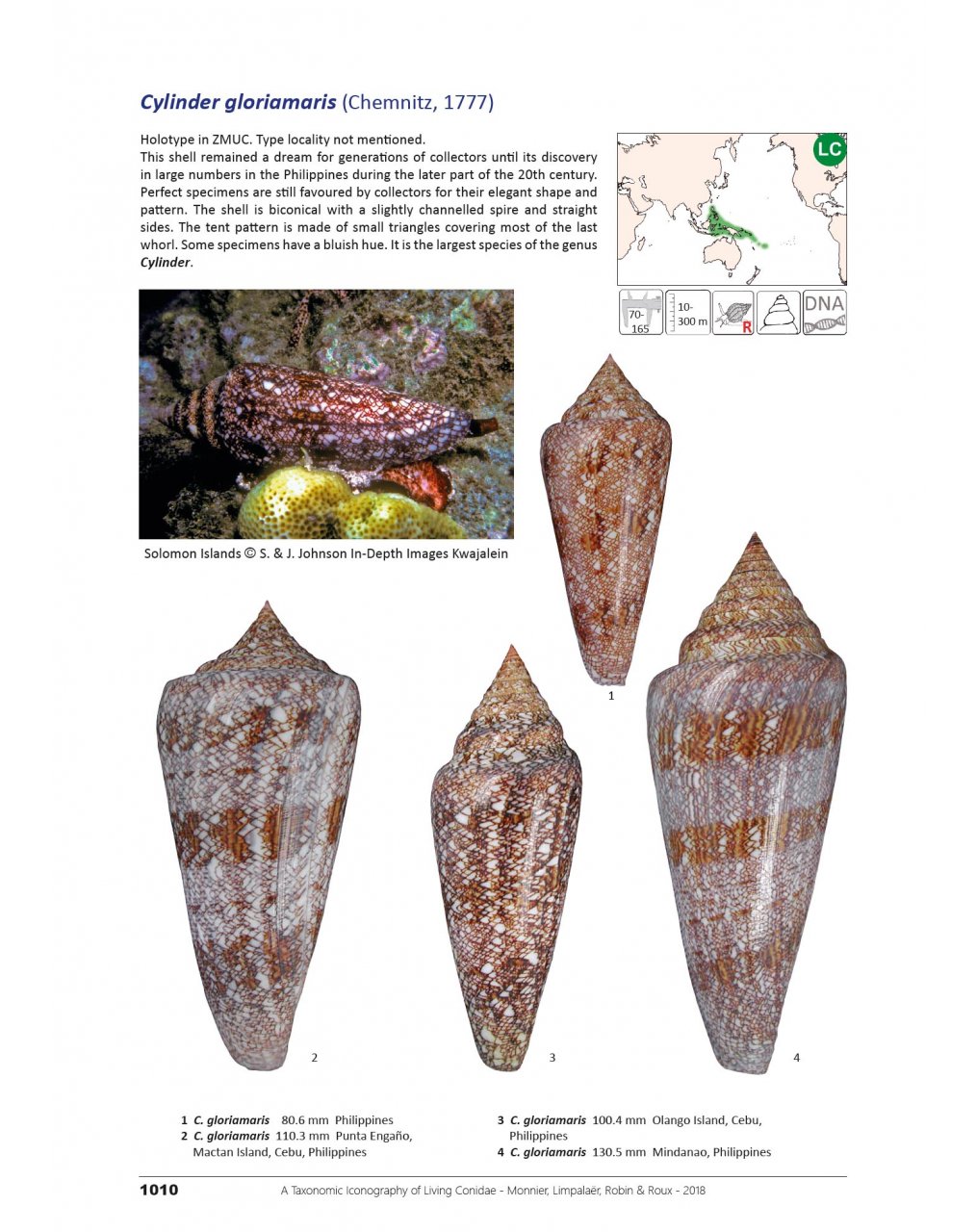 A TAXONOMIC ICONOGRAPHY OF LIVING CONIDAE. VOLUME 2 5