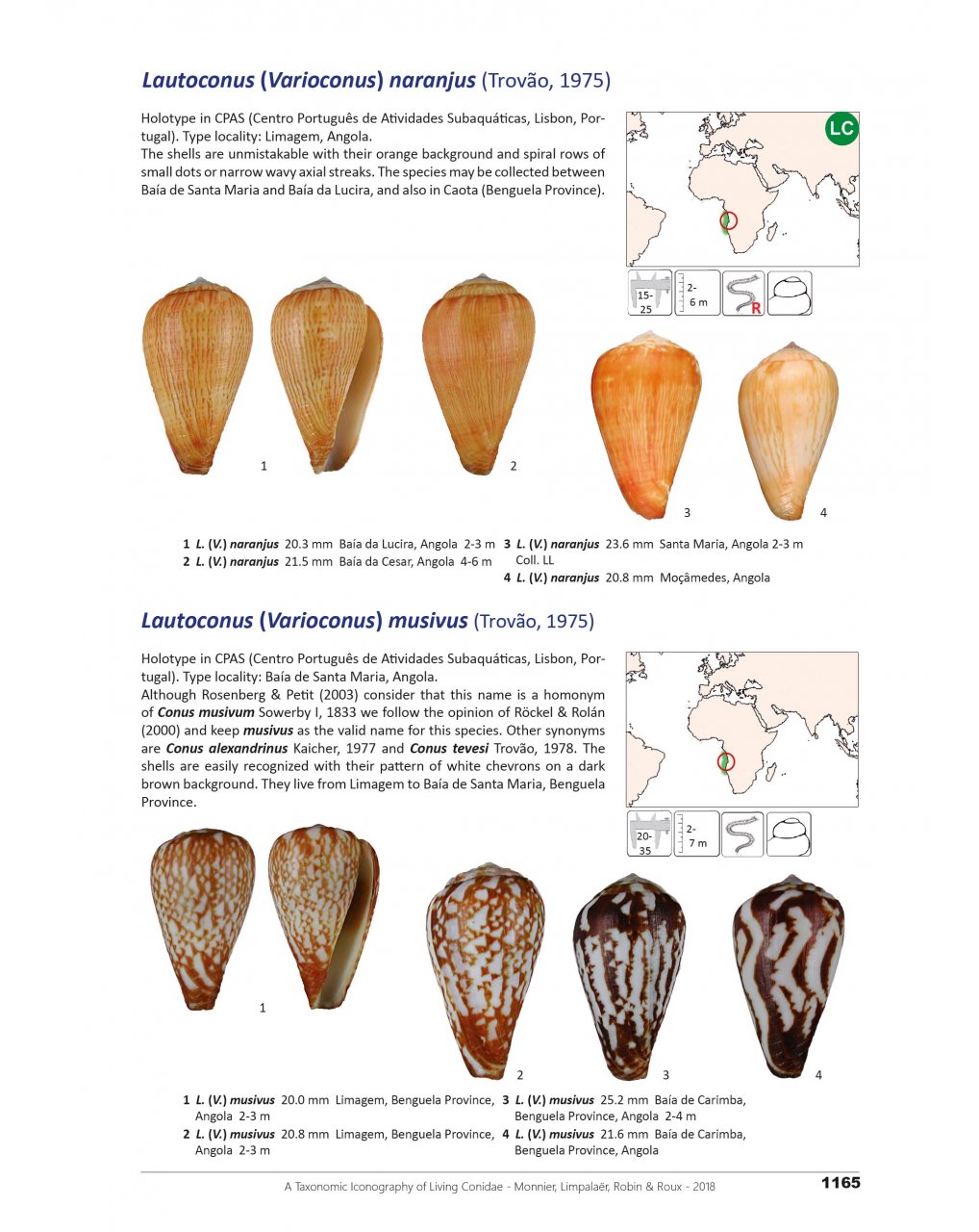 A TAXONOMIC ICONOGRAPHY OF LIVING CONIDAE. VOLUME 2 6