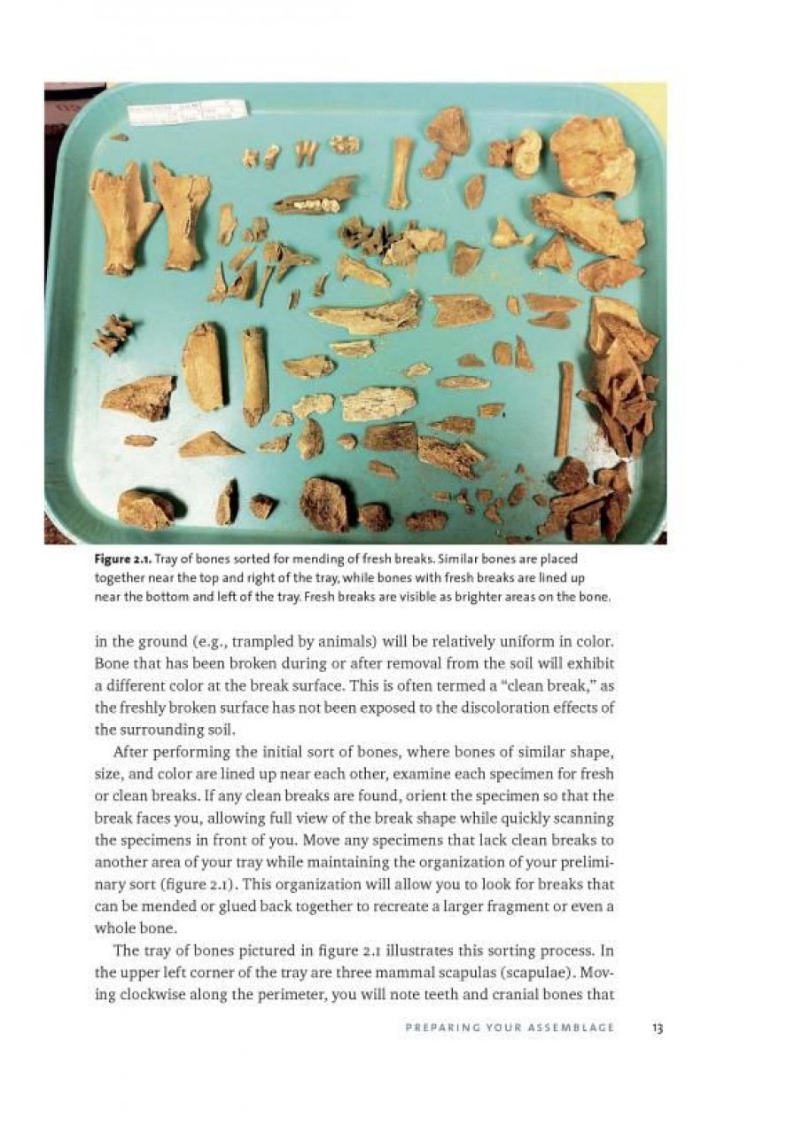 IDENTIFYING & INTERPRETING ANIMAL BONES. A MANUAL 2