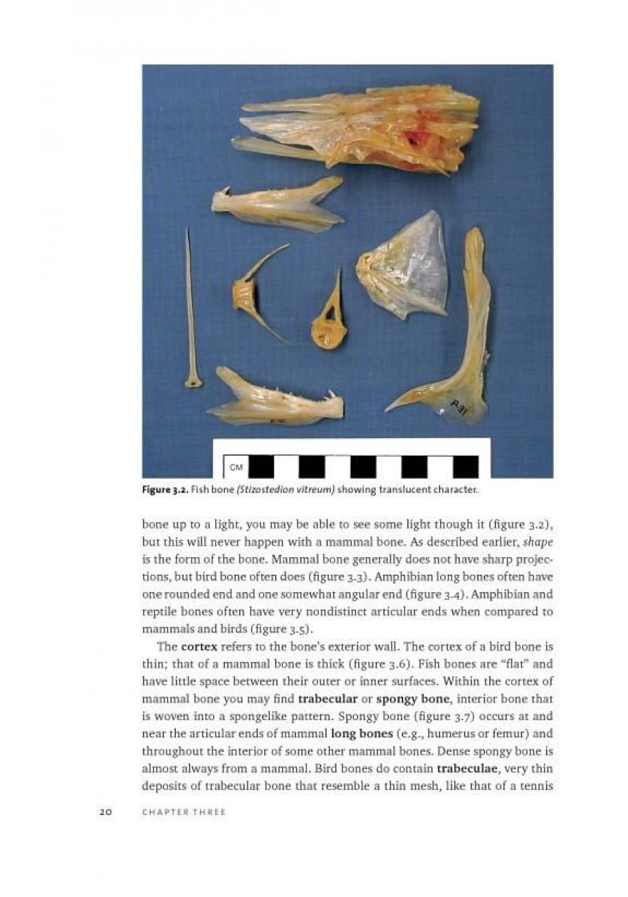 IDENTIFYING & INTERPRETING ANIMAL BONES. A MANUAL 3