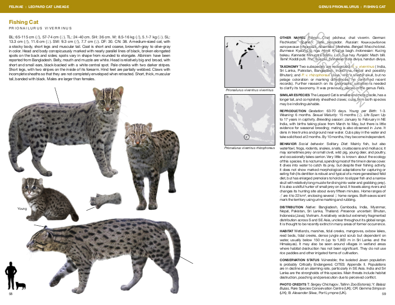 FELIDS AND HYENAS OF THE WORLD. WILD CATS, PANTHERS, LYNX, PUMAS, OCELOTS, CARACALS, AND RELATIVES 3