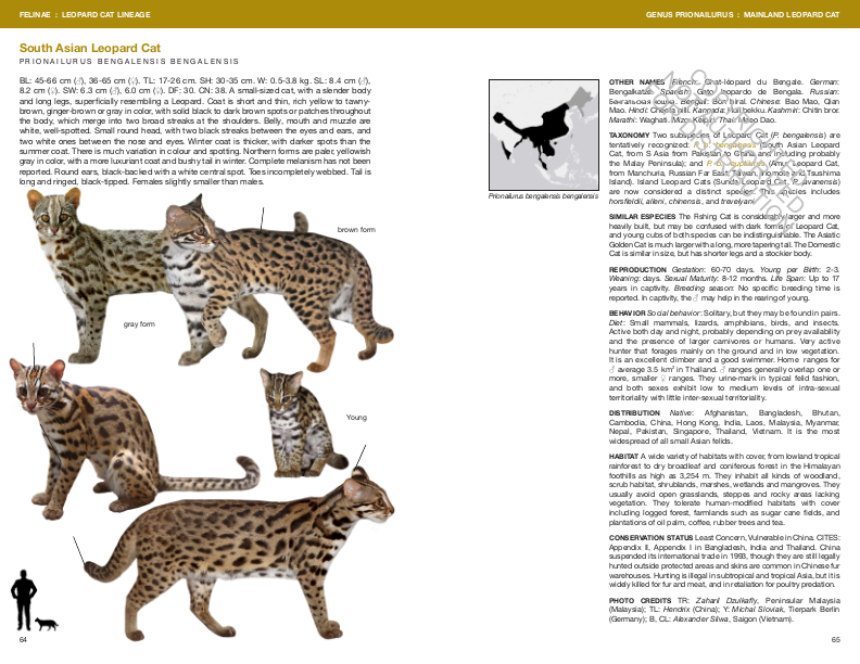 FELIDS AND HYENAS OF THE WORLD. WILD CATS, PANTHERS, LYNX, PUMAS, OCELOTS, CARACALS, AND RELATIVES 4