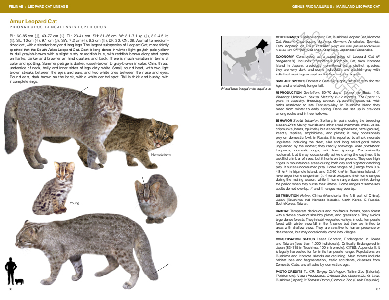 FELIDS AND HYENAS OF THE WORLD. WILD CATS, PANTHERS, LYNX, PUMAS, OCELOTS, CARACALS, AND RELATIVES 5