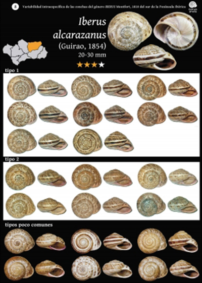 GUÍA VARIABILIDAD INTRAESPECÍFICA DE LAS CONCHAS DEL GÉNERO IBERUS MONTFORT, 1810 DEL SUR DE LA PENÍNSULA IBÉRICA 3