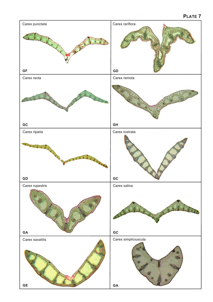 THE VEGETATIVE KEY TO THE BRITISH FLORA. A NEW APPROACH TO NAMING BRITISH & IRISH VASCULAR PLANTS BASED ON VEGETATIVE CHARACTERS 2