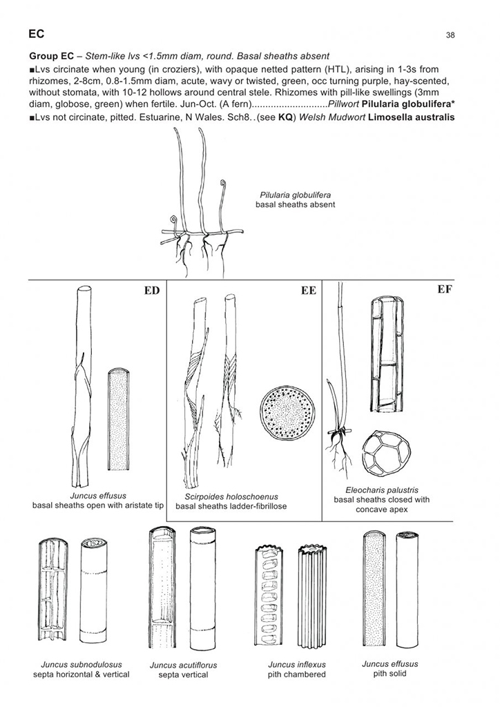 THE VEGETATIVE KEY TO THE BRITISH FLORA. A NEW APPROACH TO NAMING BRITISH & IRISH VASCULAR PLANTS BASED ON VEGETATIVE CHARACTERS 4