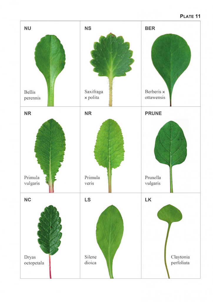 THE VEGETATIVE KEY TO THE BRITISH FLORA. A NEW APPROACH TO NAMING BRITISH & IRISH VASCULAR PLANTS BASED ON VEGETATIVE CHARACTERS 5