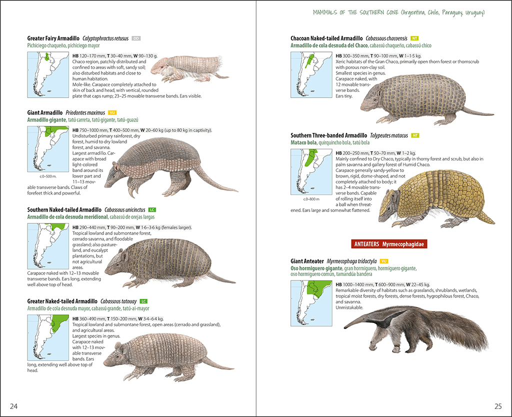 LYNX ILLUSTRATED CHECKLISTS. MAMMALS OF THE SOUTHERN CONE. ARGENTINA, CHILE, PARAGUAY, URUGUAY 3