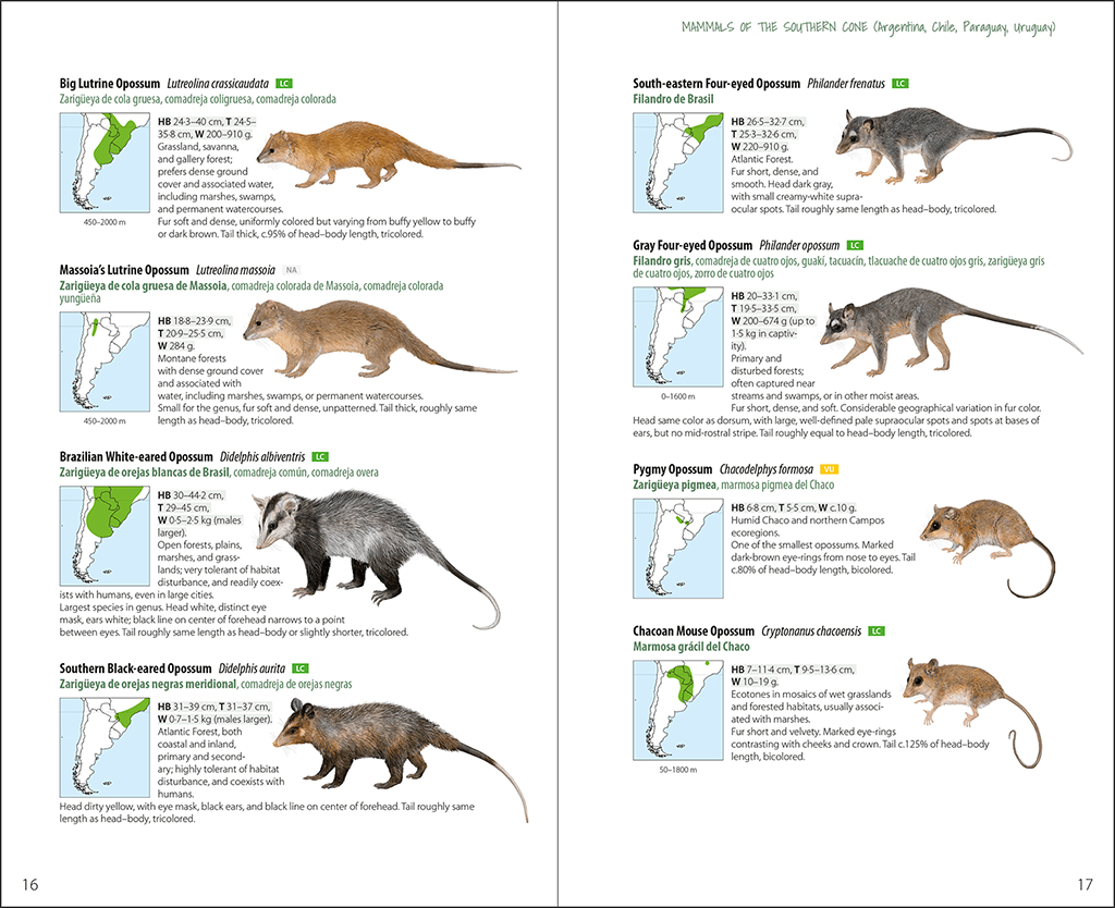 LYNX ILLUSTRATED CHECKLISTS. MAMMALS OF THE SOUTHERN CONE. ARGENTINA, CHILE, PARAGUAY, URUGUAY 4