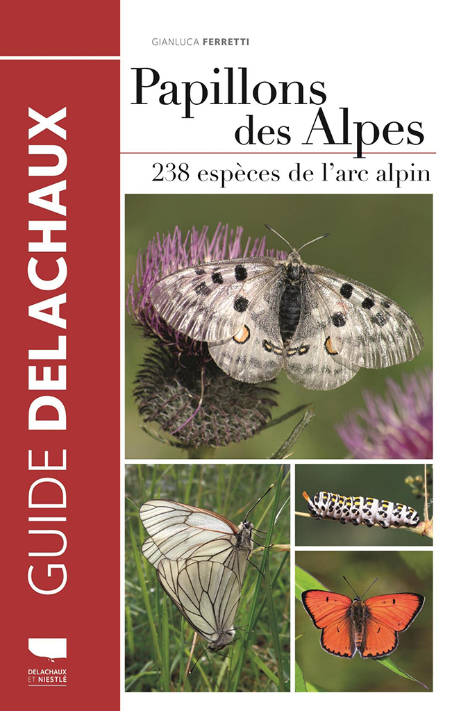 PAPILLONS DES ALPES 1