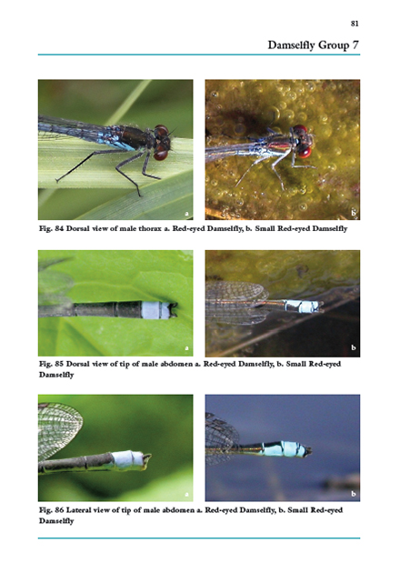 DRAGONS AND DAMSELS. AN IDENTIFICATION TO BRITISH AND IRISH ODONATA 4