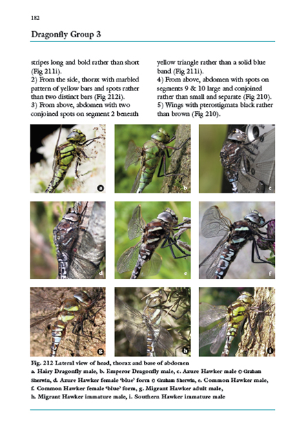 DRAGONS AND DAMSELS. AN IDENTIFICATION TO BRITISH AND IRISH ODONATA 6