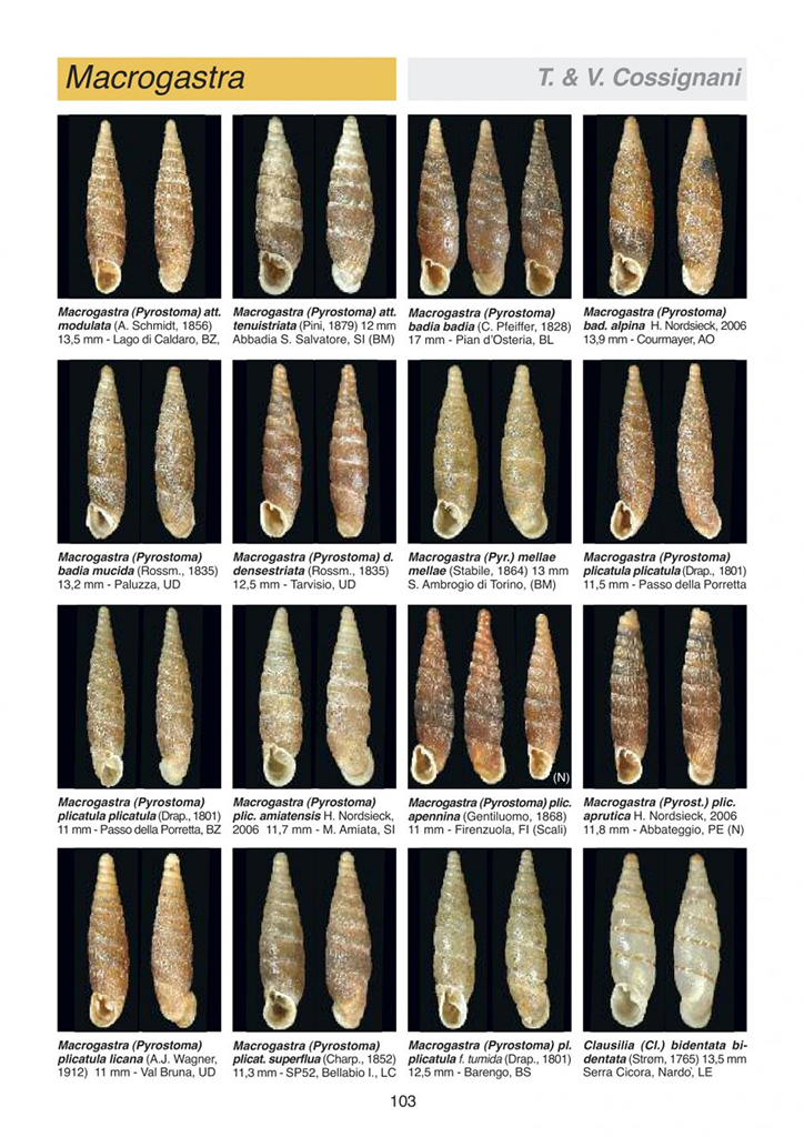 ATLANTE DELLE CONCHIGLIE TERRESTRI E DULCIACQUICOLE ITALIANE 2