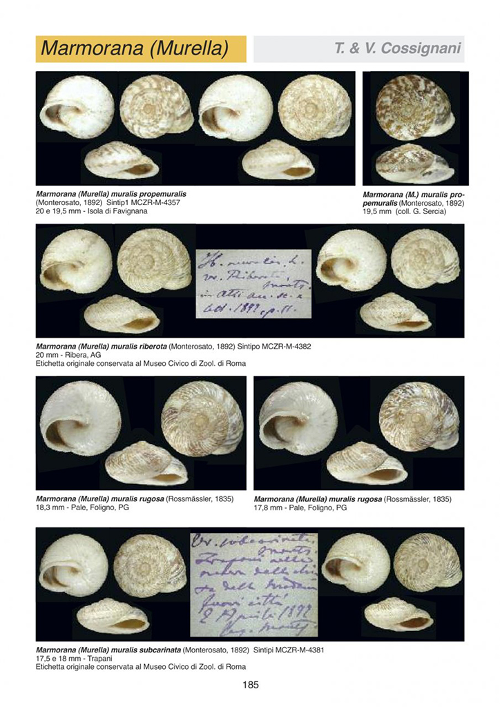 ATLANTE DELLE CONCHIGLIE TERRESTRI E DULCIACQUICOLE ITALIANE 3