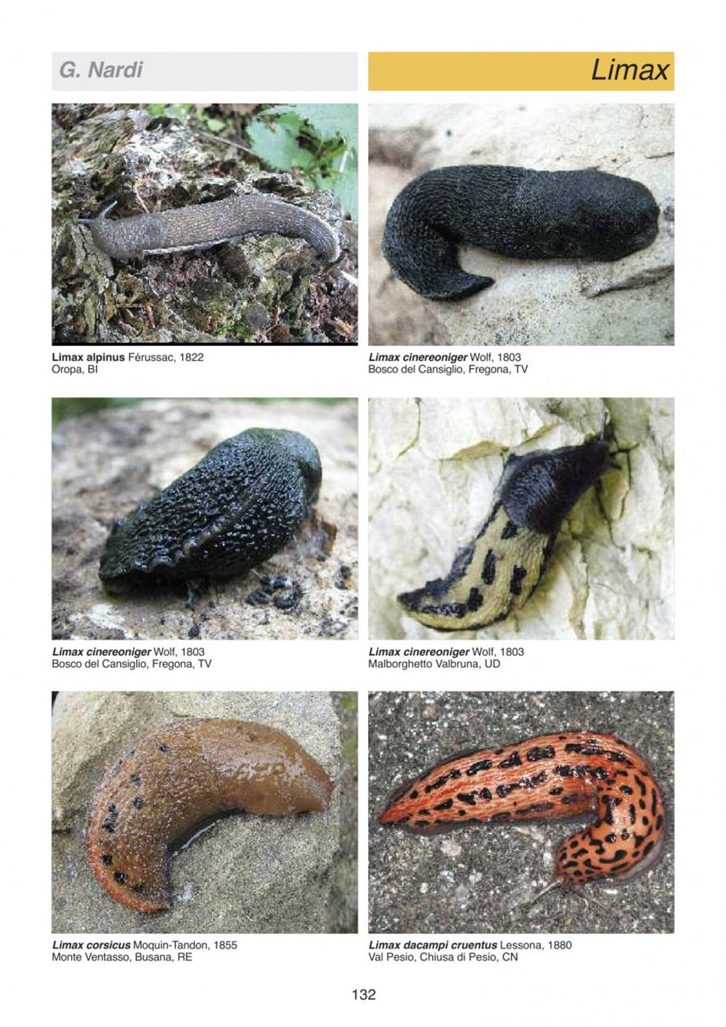 ATLANTE DELLE CONCHIGLIE TERRESTRI E DULCIACQUICOLE ITALIANE 4