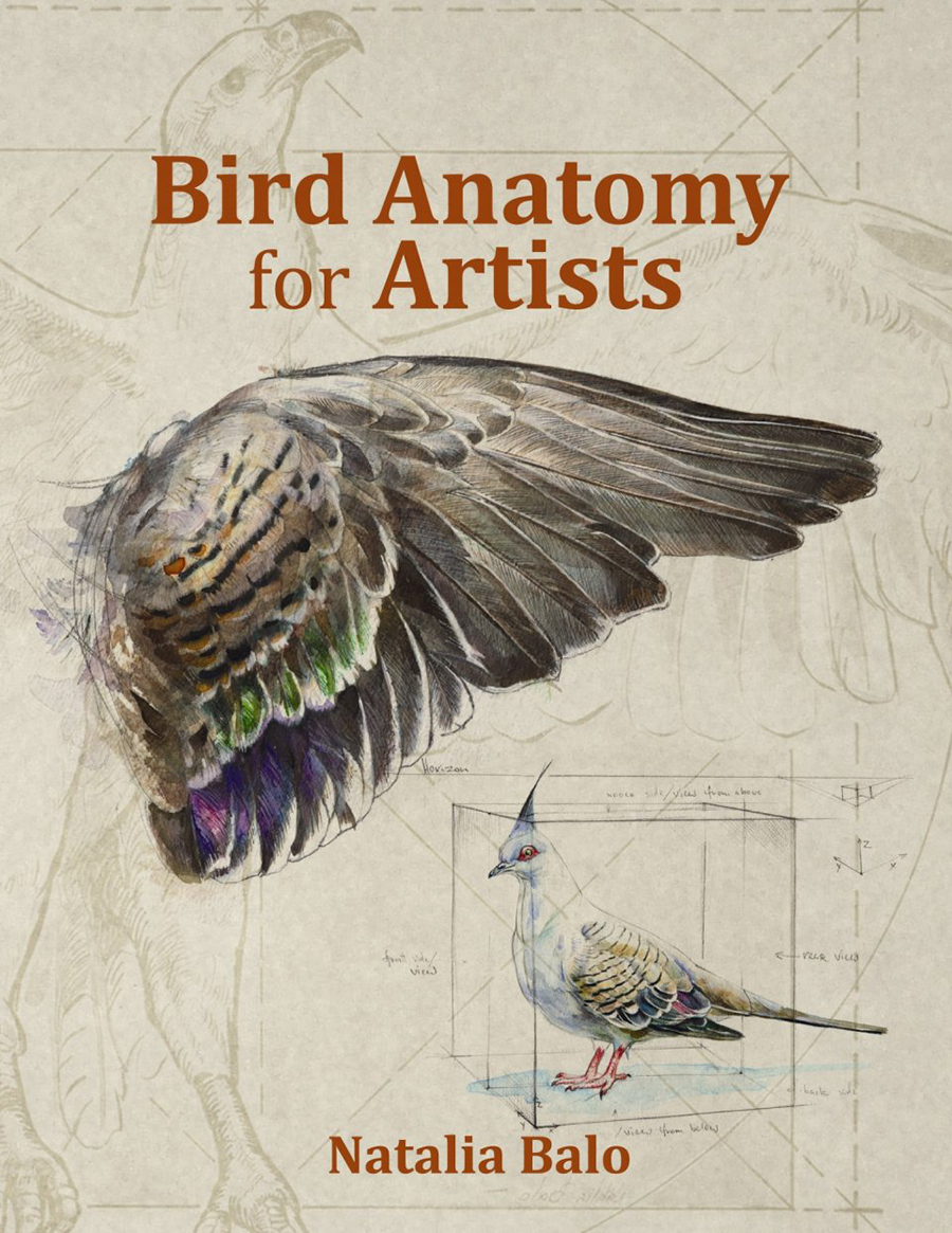 BIRD ANATOMY FOR ARTISTS COMPREHENSIVE GUIDE TO DRAWING BIRDS FOR ARTISTS AND BIRD LOVERS 1