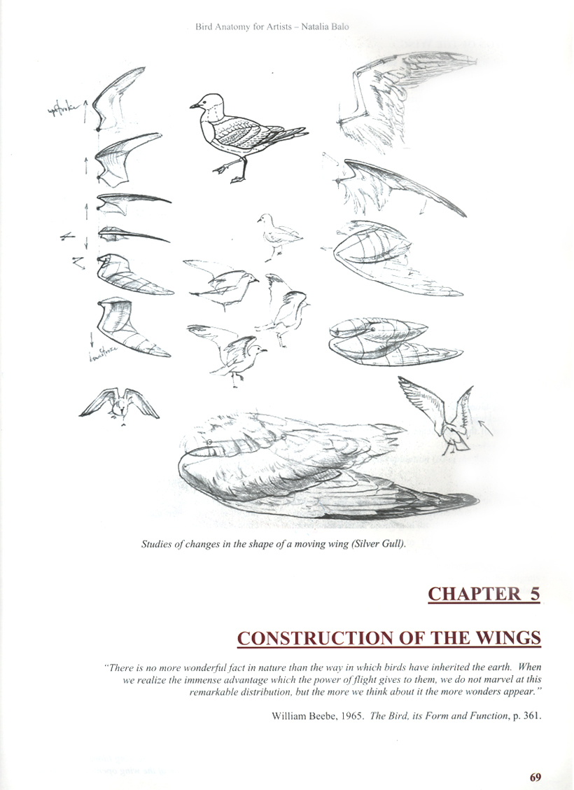 BIRD ANATOMY FOR ARTISTS COMPREHENSIVE GUIDE TO DRAWING BIRDS FOR ARTISTS AND BIRD LOVERS 3
