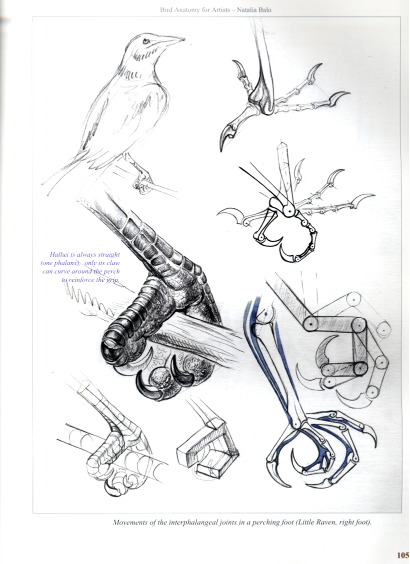 BIRD ANATOMY FOR ARTISTS COMPREHENSIVE GUIDE TO DRAWING BIRDS FOR ARTISTS AND BIRD LOVERS 4