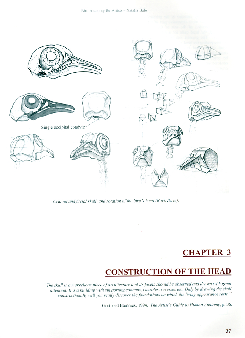 BIRD ANATOMY FOR ARTISTS COMPREHENSIVE GUIDE TO DRAWING BIRDS FOR ARTISTS AND BIRD LOVERS 5