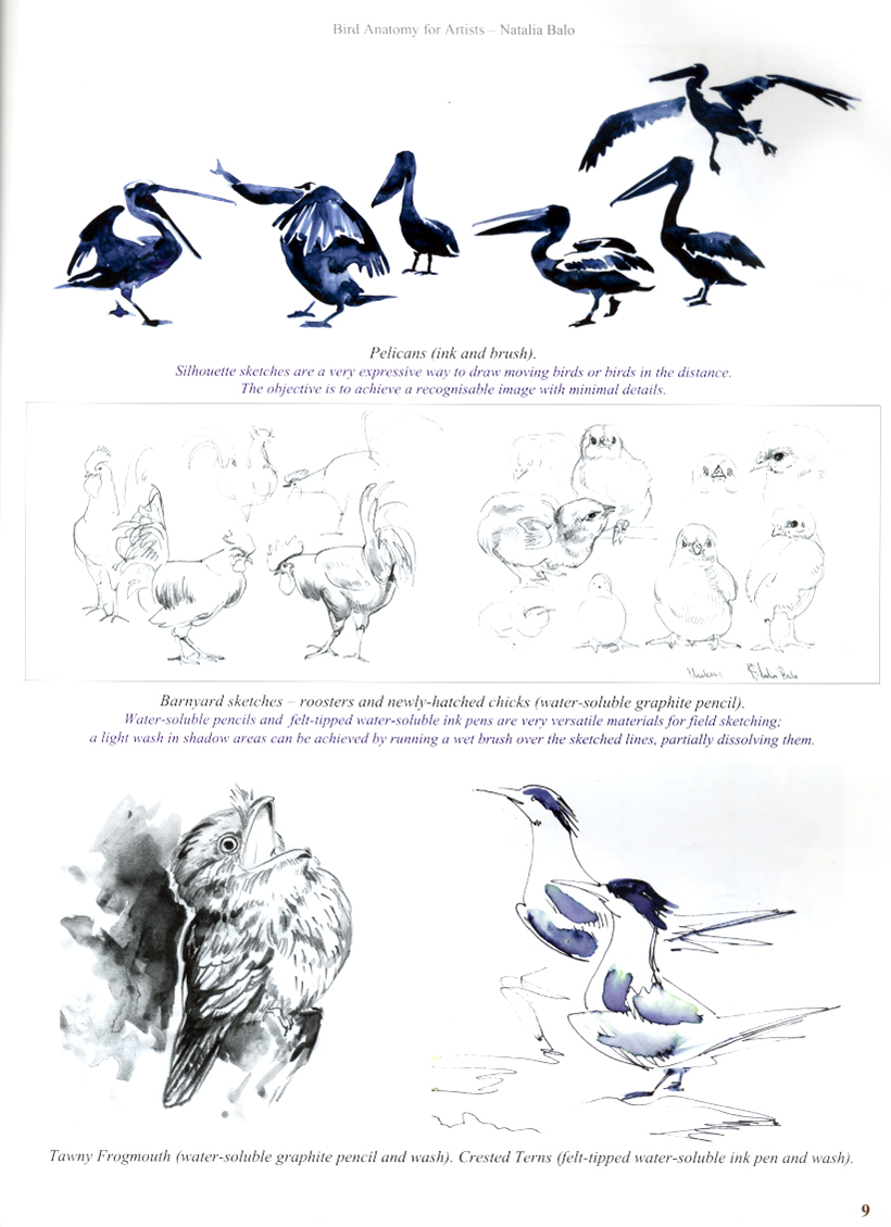 BIRD ANATOMY FOR ARTISTS COMPREHENSIVE GUIDE TO DRAWING BIRDS FOR ARTISTS AND BIRD LOVERS 6