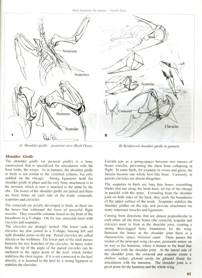 BIRD ANATOMY FOR ARTISTS COMPREHENSIVE GUIDE TO DRAWING BIRDS FOR ARTISTS AND BIRD LOVERS 7
