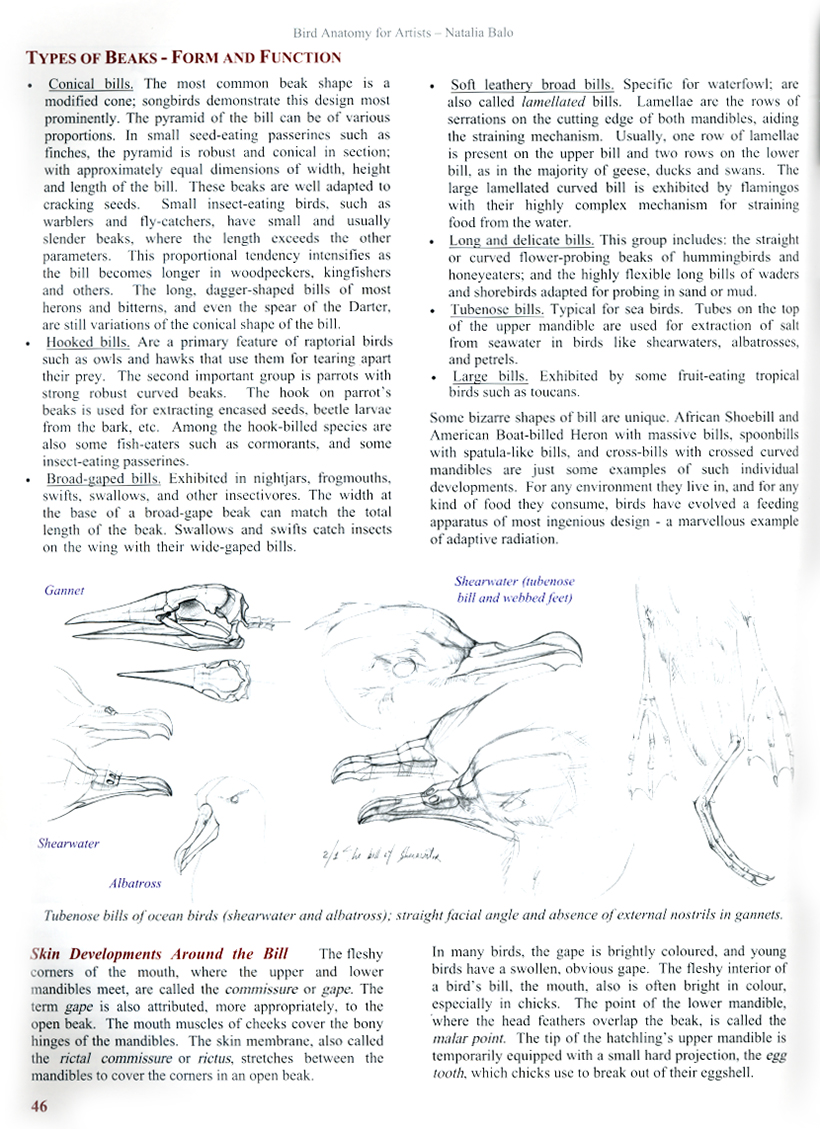 BIRD ANATOMY FOR ARTISTS COMPREHENSIVE GUIDE TO DRAWING BIRDS FOR ARTISTS AND BIRD LOVERS 8