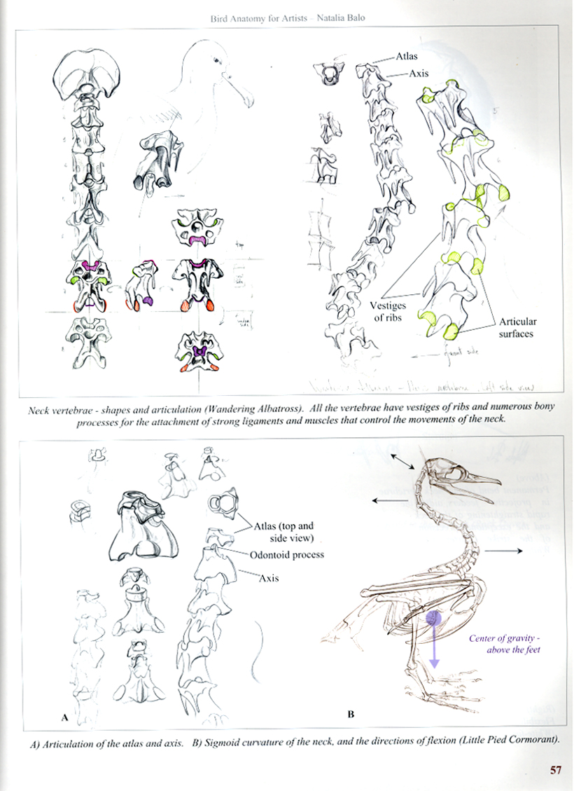 BIRD ANATOMY FOR ARTISTS COMPREHENSIVE GUIDE TO DRAWING BIRDS FOR ARTISTS AND BIRD LOVERS 9