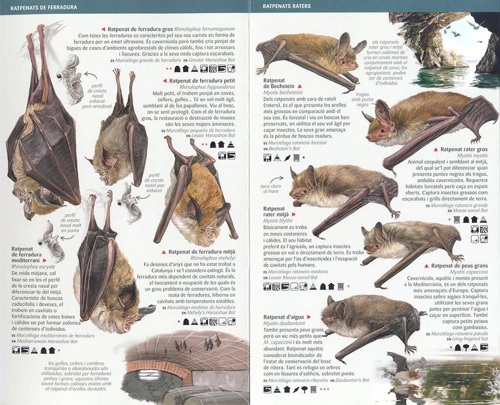 PETITS MAMÍFERS: INSECTÍVORS, ROSEGADORS I RATPENATS DE CATALUNYA. MINIGUIA DE CAMP 2
