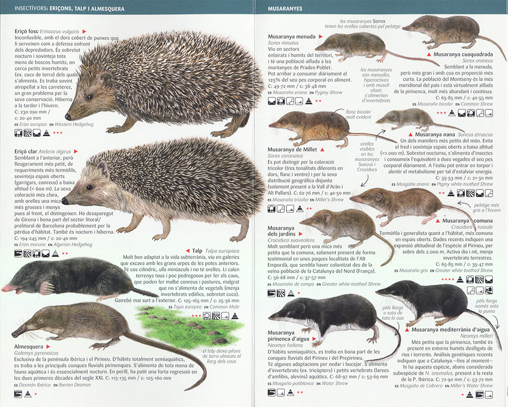 PETITS MAMÍFERS: INSECTÍVORS, ROSEGADORS I RATPENATS DE CATALUNYA. MINIGUIA DE CAMP 3