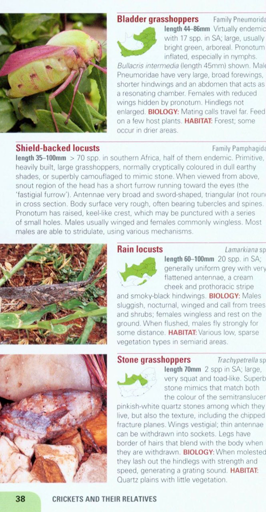 POCKET GUIDE INSECTS OF SOUTH AFRICA 2