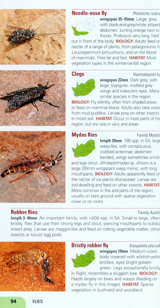 POCKET GUIDE INSECTS OF SOUTH AFRICA 3