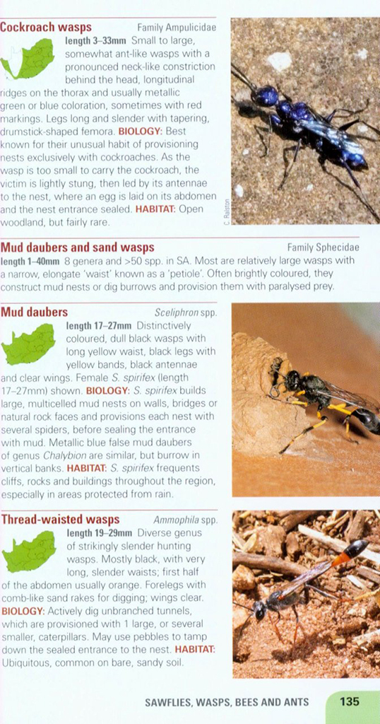 POCKET GUIDE INSECTS OF SOUTH AFRICA 4