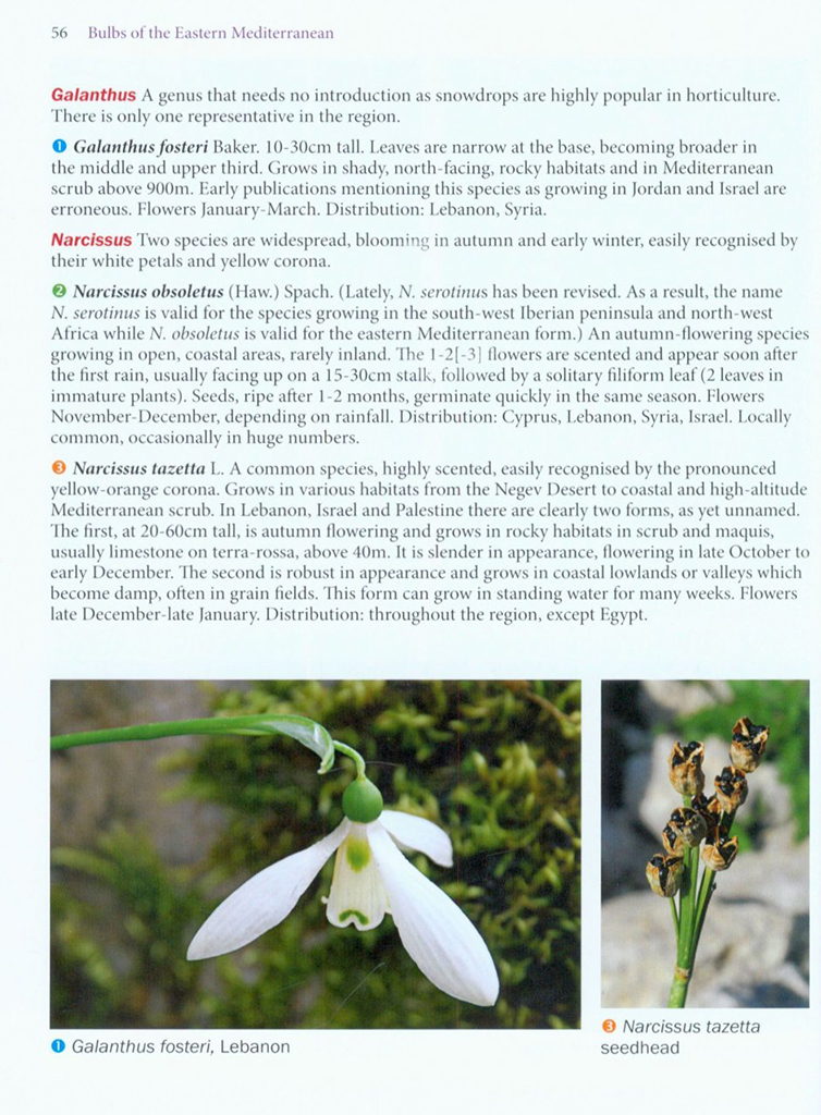 BULBS OF THE EASTERN MEDITERRANEAN 2