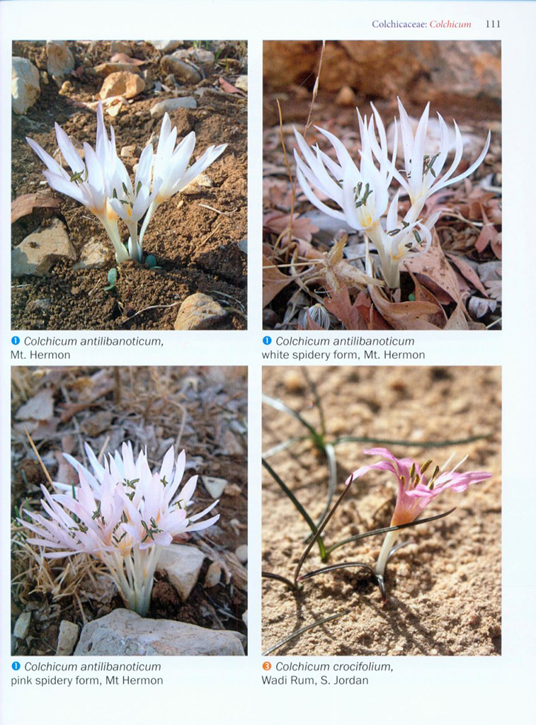 BULBS OF THE EASTERN MEDITERRANEAN 3