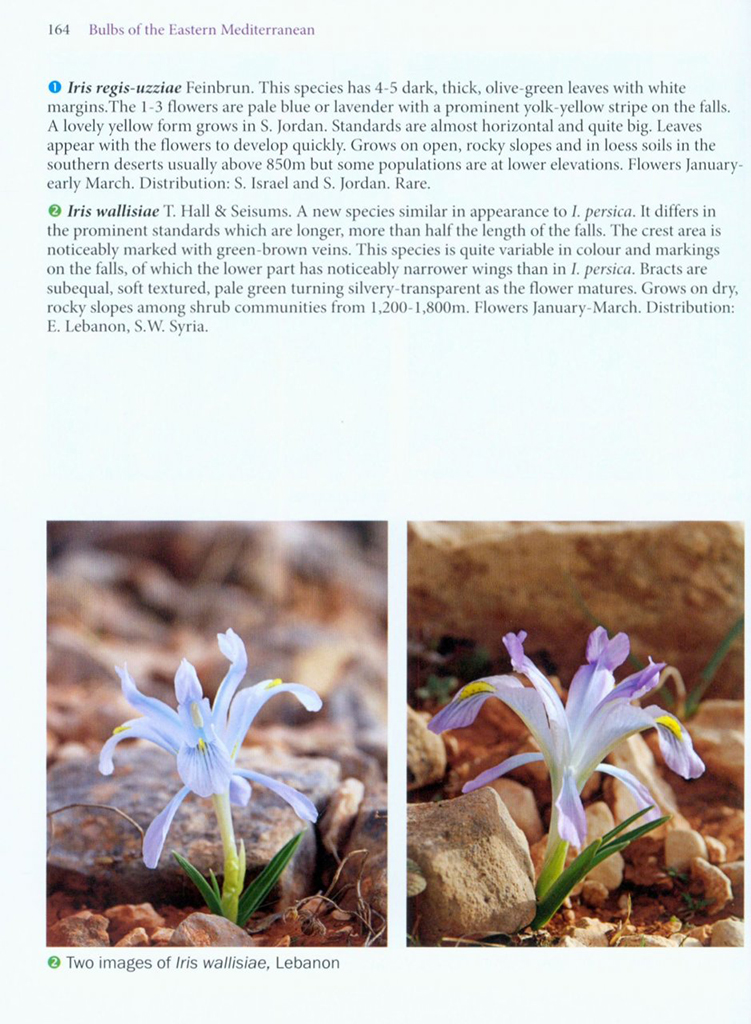 BULBS OF THE EASTERN MEDITERRANEAN 4