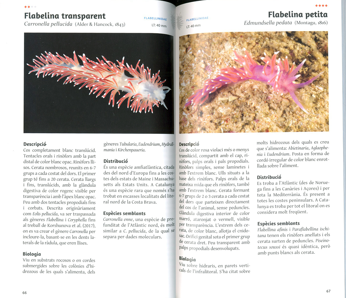 ELS NUDIBRANQUIS DEL MAR CATALÀ 2