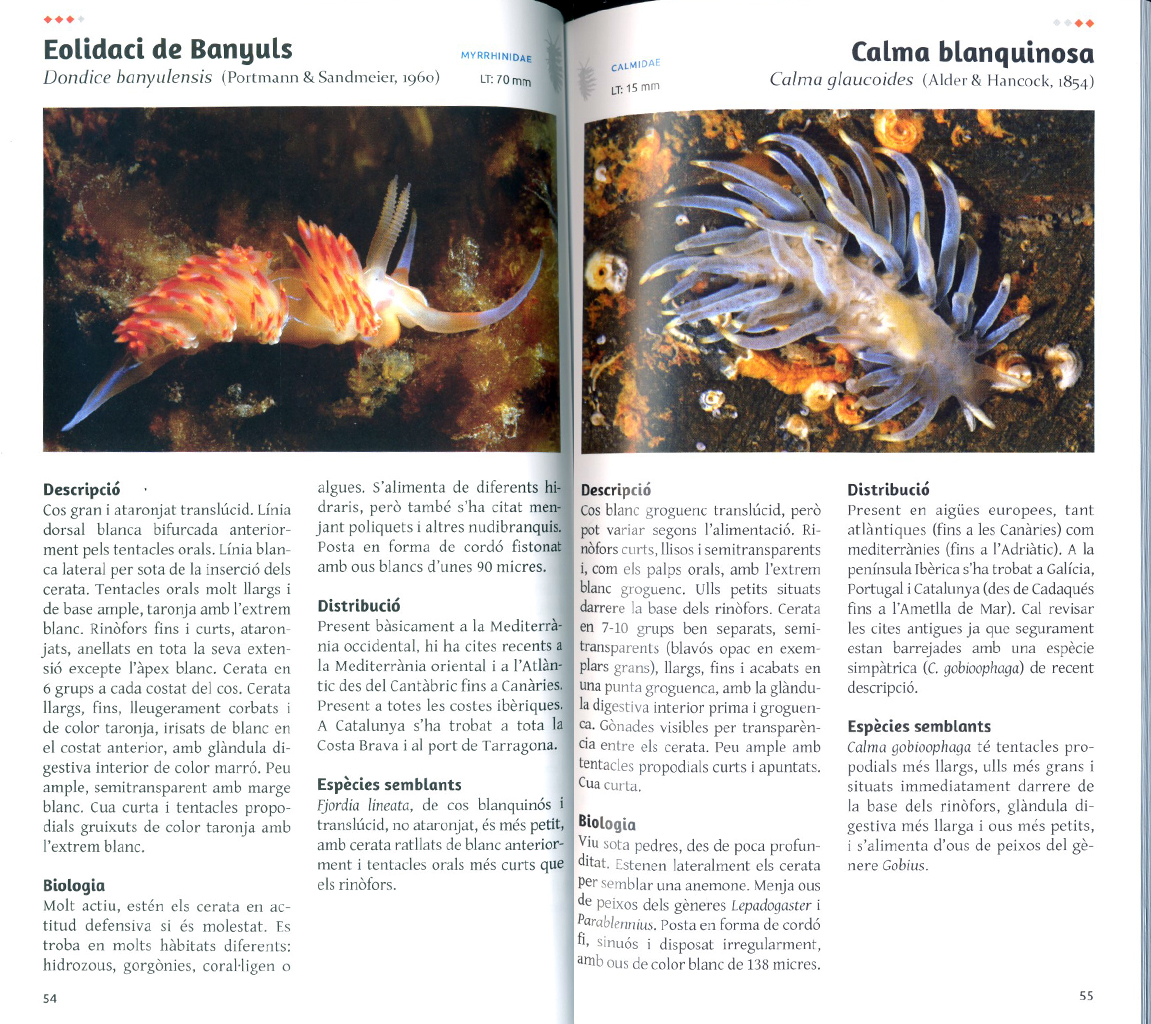ELS NUDIBRANQUIS DEL MAR CATALÀ 3