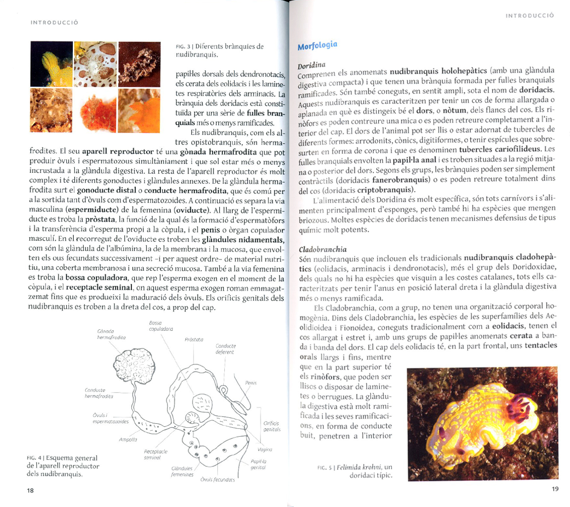 ELS NUDIBRANQUIS DEL MAR CATALÀ 4