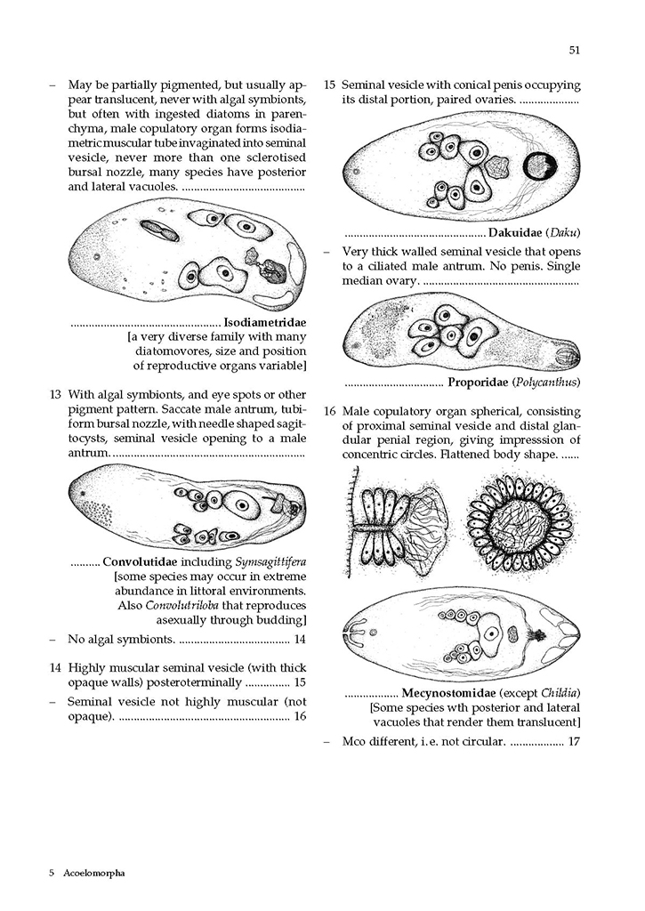 GUIDE TO THE IDENTIFICATION OF MARINE MEIOFAUNA 3