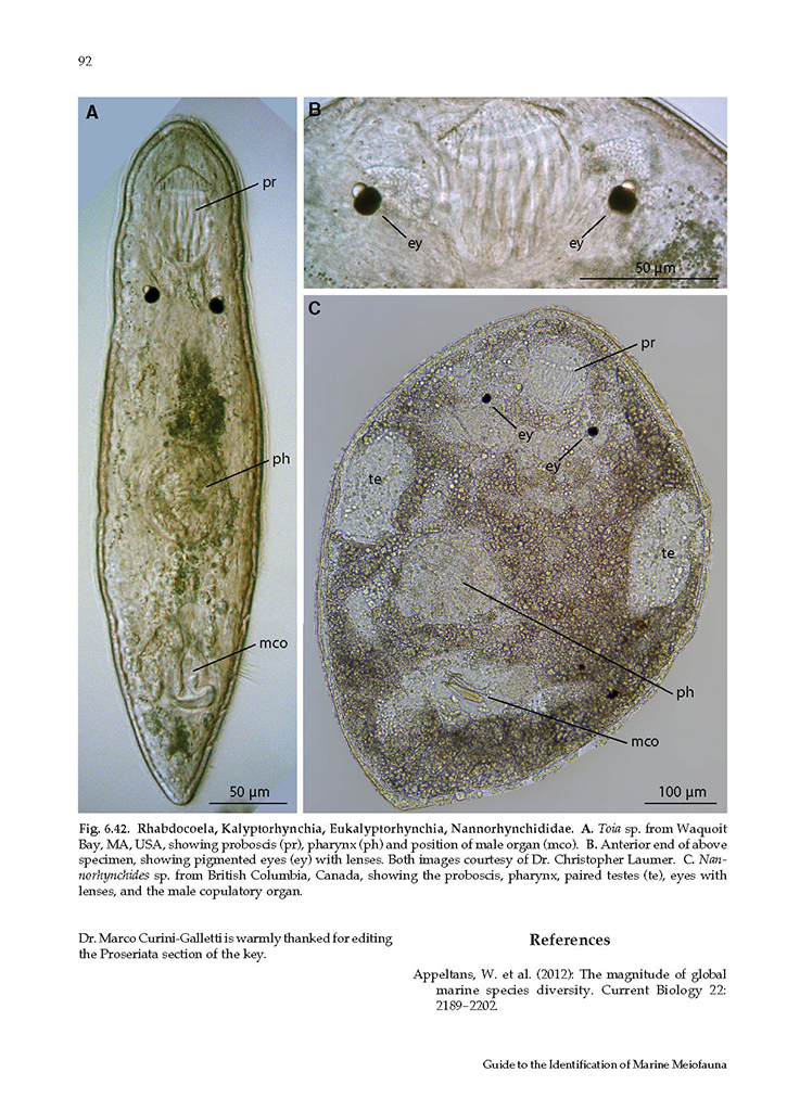 GUIDE TO THE IDENTIFICATION OF MARINE MEIOFAUNA 4