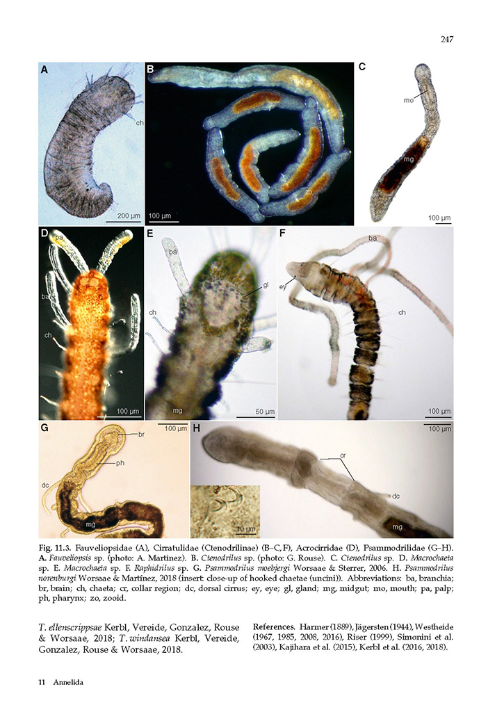 GUIDE TO THE IDENTIFICATION OF MARINE MEIOFAUNA 5