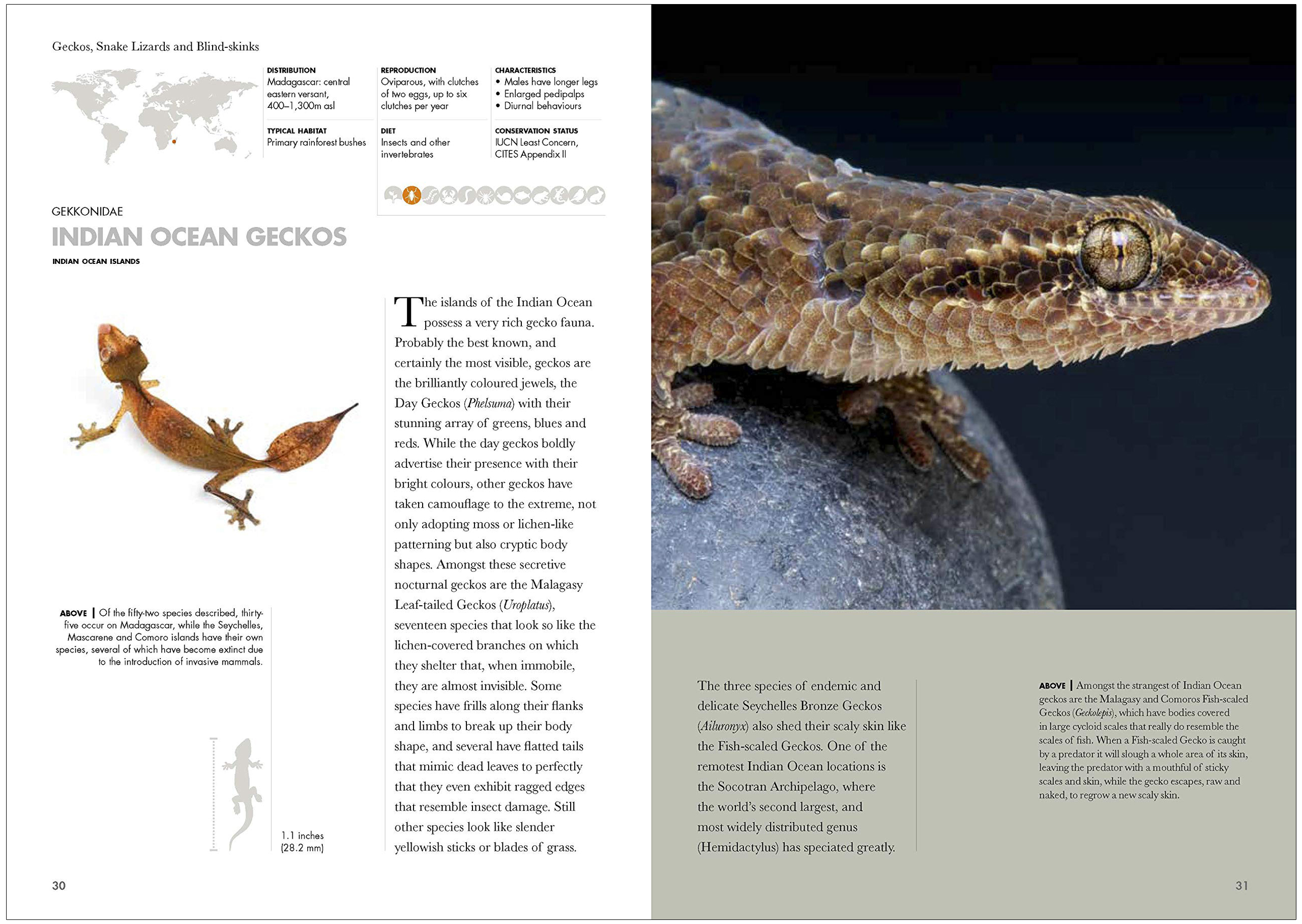 LIZARDS OF THE WORLD. A GUIDE OF EVERY FAMILY 3