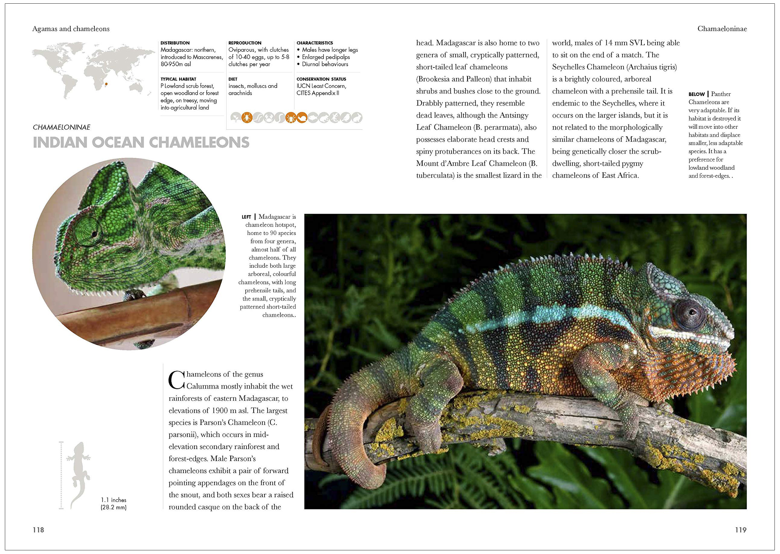 LIZARDS OF THE WORLD. A GUIDE OF EVERY FAMILY 4